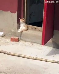 Quand un chaton attend sa maîtresse devant la porte. Adorable !
