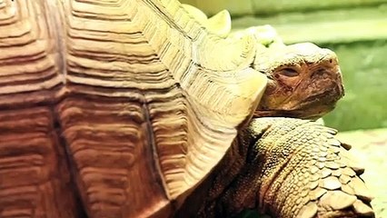 칠곡출장타이OiOc7362c3210｛카톡BB5858｝ぱ칠곡출장안@마ぱ칠곡출장샵ぱ칠곡출장맛사지 ぱ칠곡출장걸썰 칠곡출장걸가격 칠곡출장러시아 칠곡외국인후불출장업소 칠곡24시출장마사지샵'예약ЕЁЖ