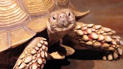 봉화출장타이 O7Os7333s9649｛카톡VV23}ぱ봉화출장안@마ぱ봉화출장샵ぱ봉화출장맛사지 ぱ봉화출장걸썰 봉화출장걸가격 봉화출장러시아 봉화외국인후불출장업소 봉화24시출장마사지샵'예약♪∀