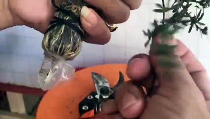 횡성출장타이OiOc7362c3210｛카톡RQ43｝ぱ횡성출장안@마ぱ횡성출장샵ぱ횡성출장맛사지 ぱ횡성출장걸썰 횡성출장걸가격 횡성출장러시아 횡성외국인후불출장업소 횡성24시출장마사지샵'예약ざしじ