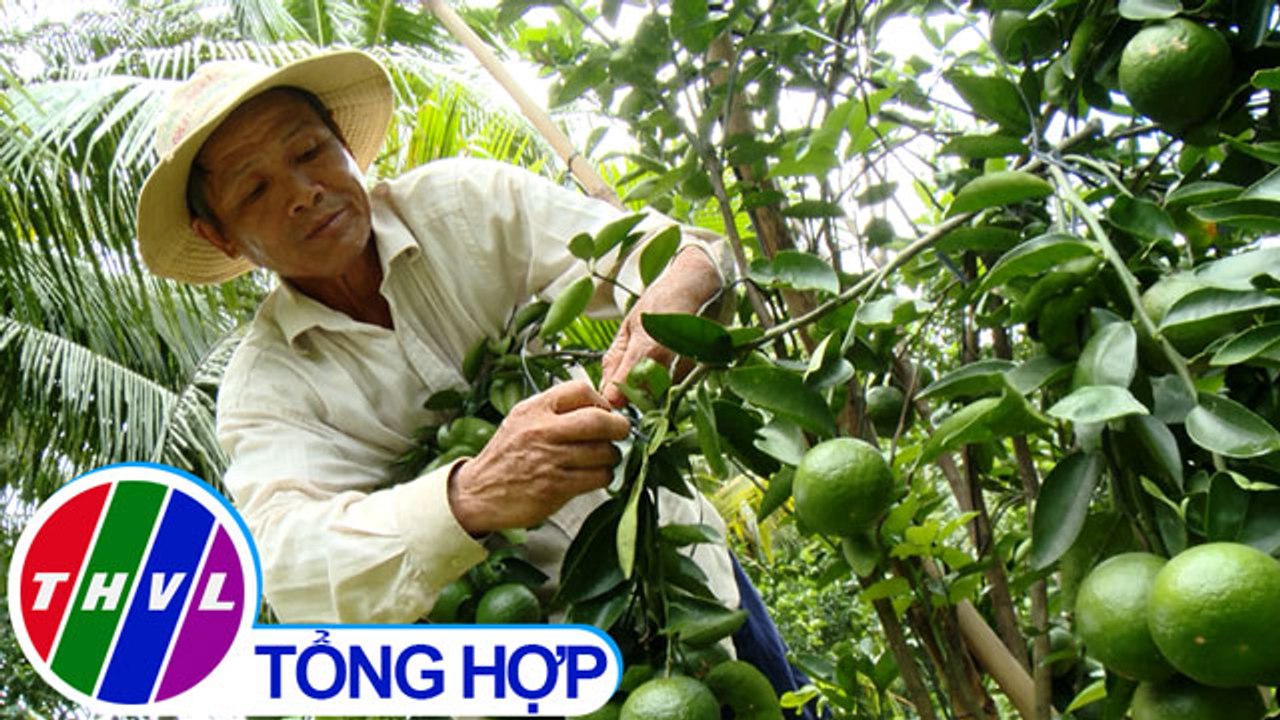 THVL | Nông thôn ngày nay: Những cựu chiến binh chung tay xây dựng nông thôn mới