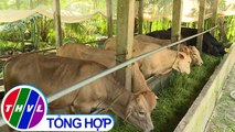 THVL | Nông thôn ngày nay: Vĩnh Long phát triển chăn nuôi bò
