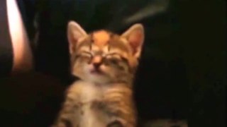 Kitten Struggles to Stay Awake