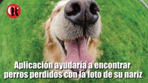 Aplicación ayudaría a encontrar perros perdidos con la foto de su nariz