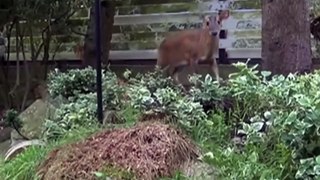 Rescued muntjac deer learns to use a dog flap
