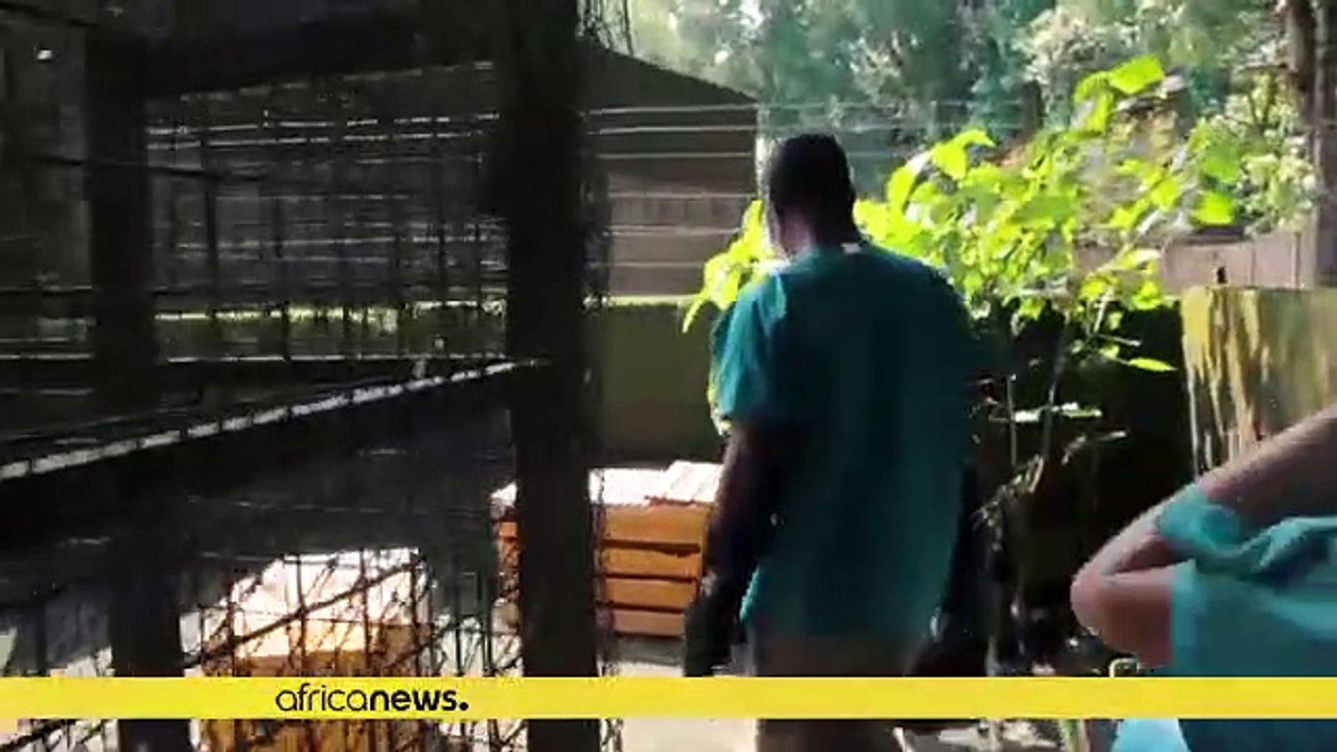 ⁣Cameroonian doctor saves endangered Grey parrots