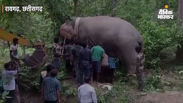 दस से ज्यादा लोगों की जान लेने वाला हाथी पकड़ा गया