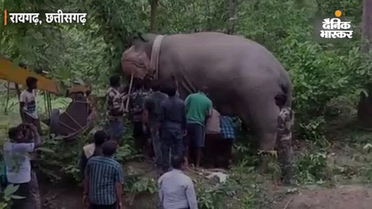 दस से ज्यादा लोगों की जान लेने वाले हाथी को बंधक बनाए रखने पर मेनका गांधी के संगठन ने जताई आपत्ति