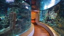 WORLD MOST AMAZING FISH TANK