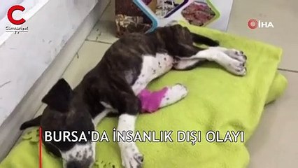 Poşetten vahşet çıktı! Gözyaşlarını tutamadı