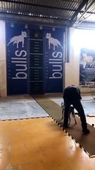 Incredibly Agile Dog Jumps for Gold