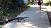Alligators Calmly Cross Crowded Path