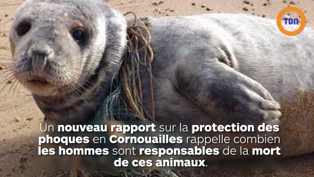 Oppressés par les touristes, les phoques tombent par-dessus les falaises et meurent !