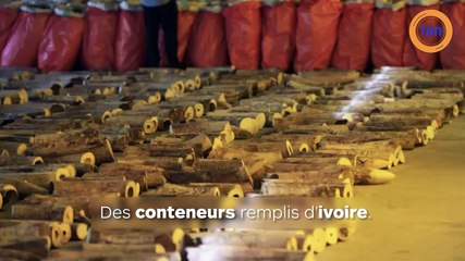 Saisie record : des défenses d’ivoire d’au moins 300 éléphants ont été saisies à Singapour !