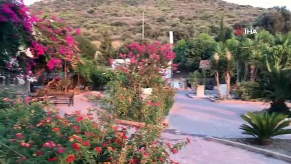 Agave bitkisi Likya’nın başkentinde çiçek açtı