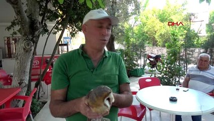 MUĞLA ÇALILIKLARA TAKILAN BİTKİN HALDEKİ PEÇELİ BAYKUŞU KURTARIP, DOĞAYA SALDI