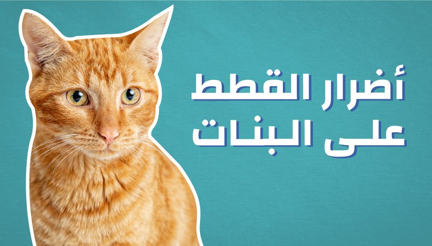 Lagerkreis Kuppel Suchmaschinenmarketing اضرار القطط على النساء  Ausschließen Mischen des Weiteren