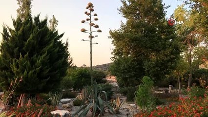 Agave bitkisi Likya'nın başkentinde çiçek açtı