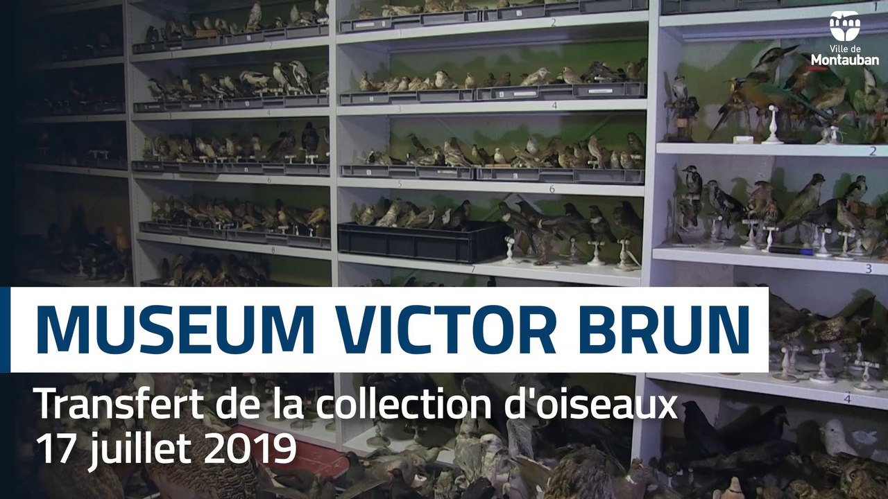 Muséum : déménagement des collections d'oiseaux