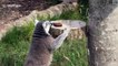 Lemurs lick ice lollies to cool off in the UK heatwave