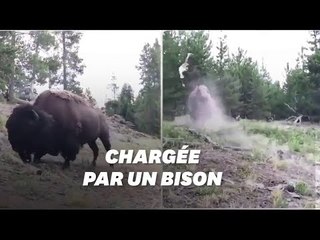 Un bison attaque une petite fille au parc de Yellowstone