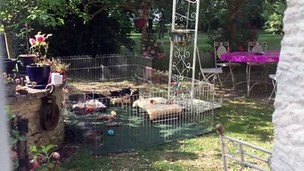 Les chiots s' amusent.....