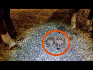 An Animal Gets Thrown On This Woman's Doorstep. What...