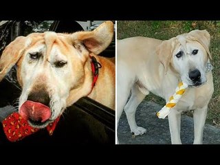 Time And Time Again, The Owners Of This Dog Would...