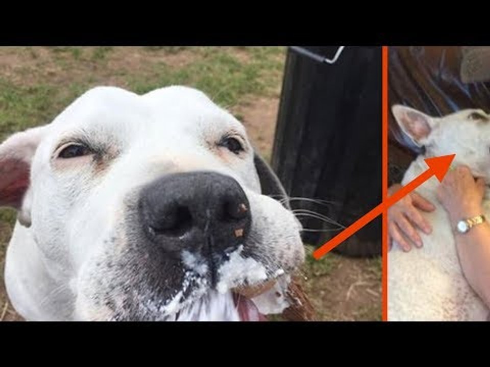 Over 30 Dogs Have Died With This Woman. What She Does...