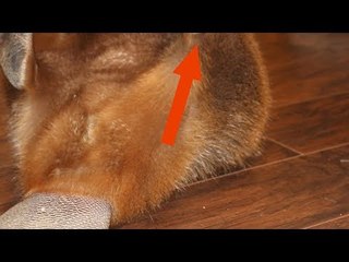 This Woman Can't Believe What The Animal In Her Hom...