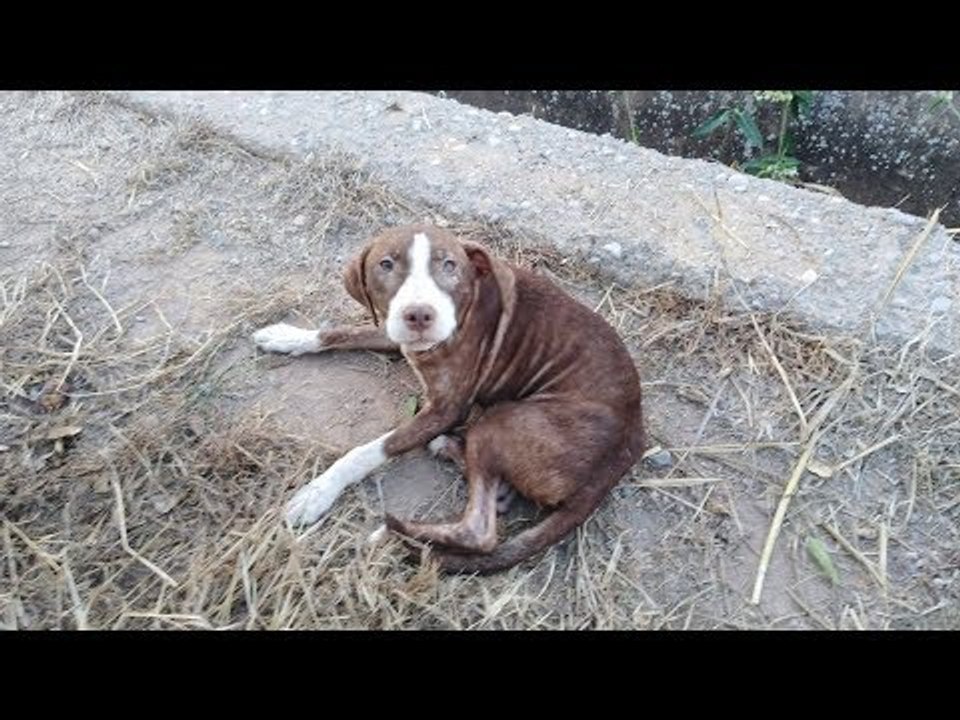 Stray Dog Protects Retiree With Alzheimer's