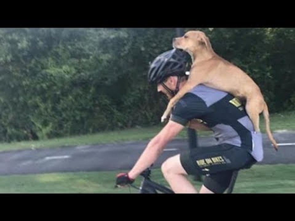 Cyclist Finds Injured Dog. What Happens Next...