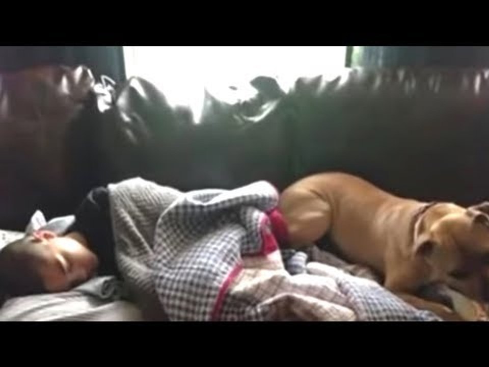 Pit Bull Rescues 10-Year-Old After Bathtub Accident