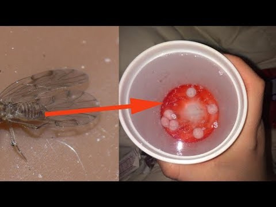 What's In This Popular Drink Is Gross