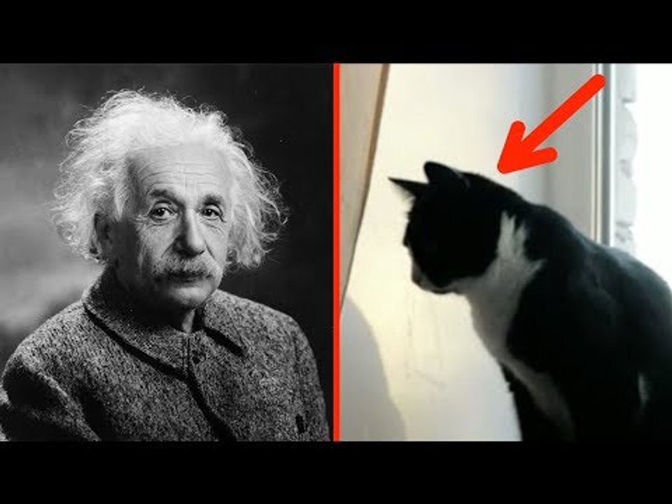 5 Signs You Have A Higher IQ Than The..