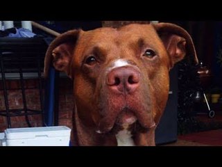 Brave pitbull rescues young boy from snake