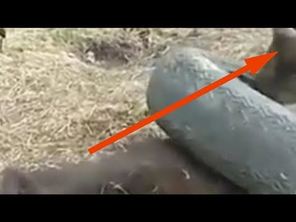 They Found This Animal At The Airport. 3 Years Later, They Had To Make A Difficult Decision.