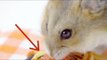 Check What This Hamster Is Eating! 