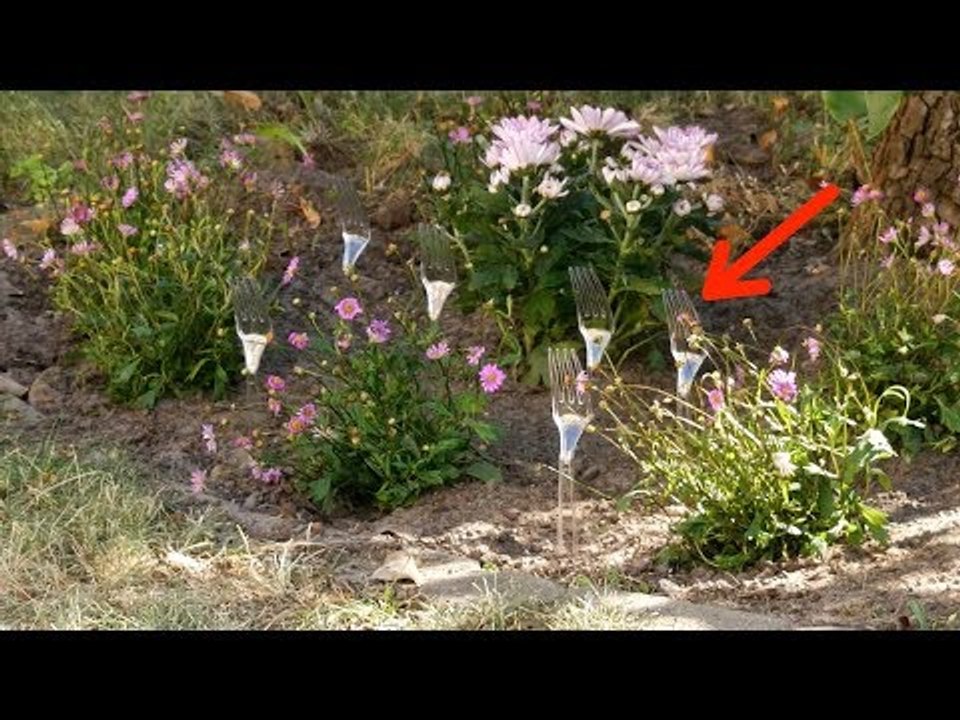 Mettez les fourchettes dans les plantes pour que ce fauteur de troubles ne fouine pas partout