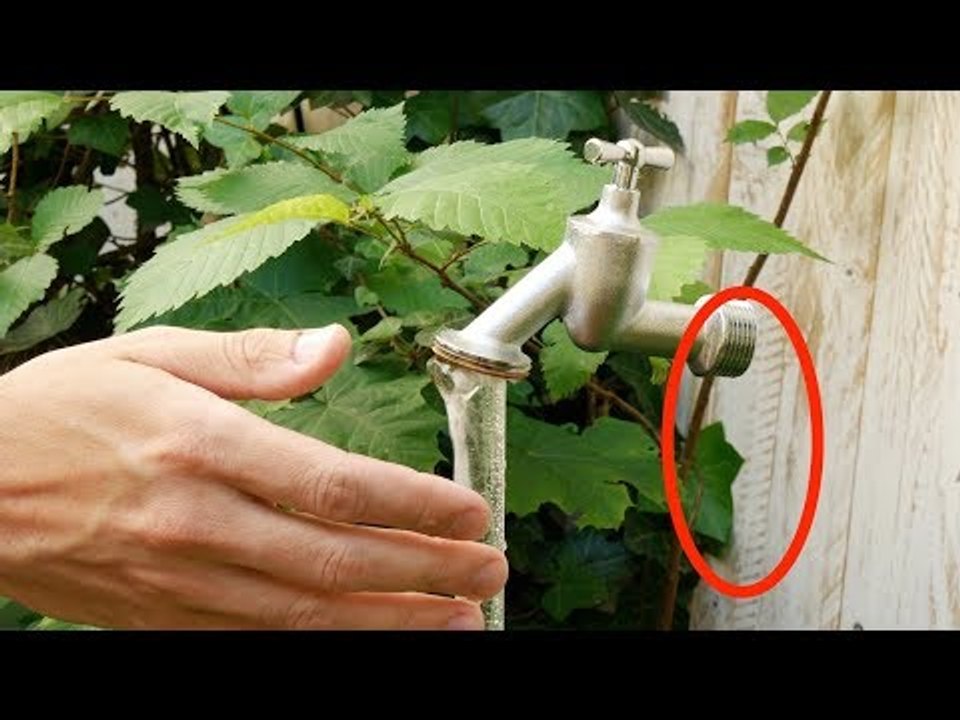 What I Saw In My Neighbor's Garden, Took My...