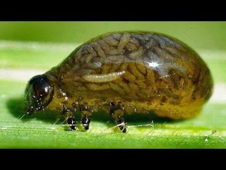 12 Animals That'll Make Your Blood Run Cold