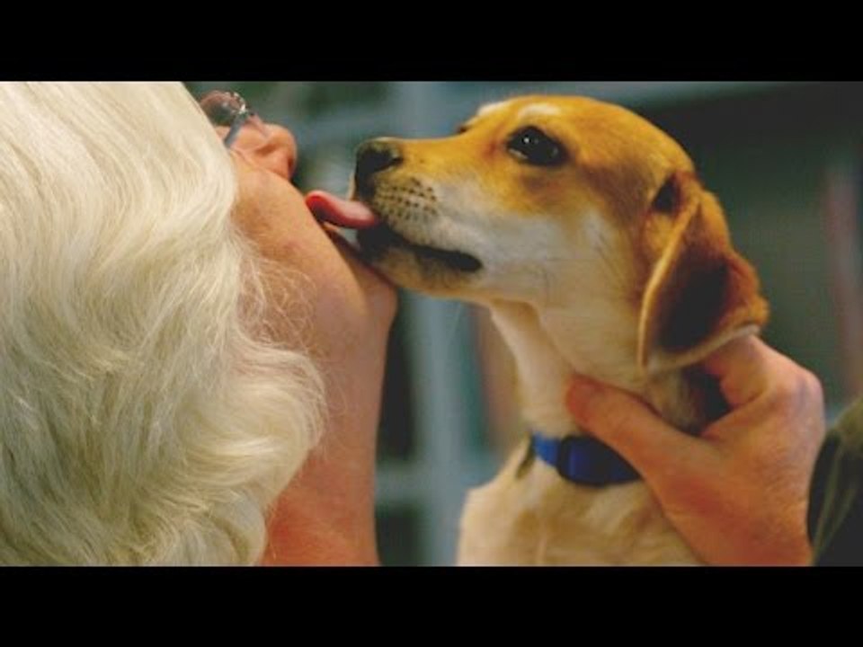 É por isto que você deve deixar seu cachorro te lamber