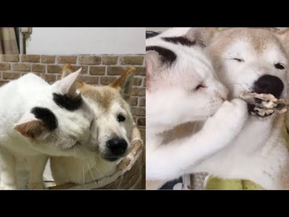 Esta cadela de 18 anos sufocaria à noite se não fosse por este gatinho. Inacreditável!