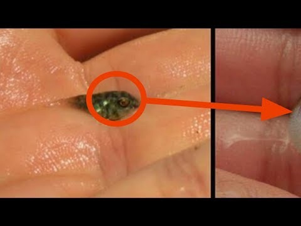 7 animais fofos que podem ser o seu fim.