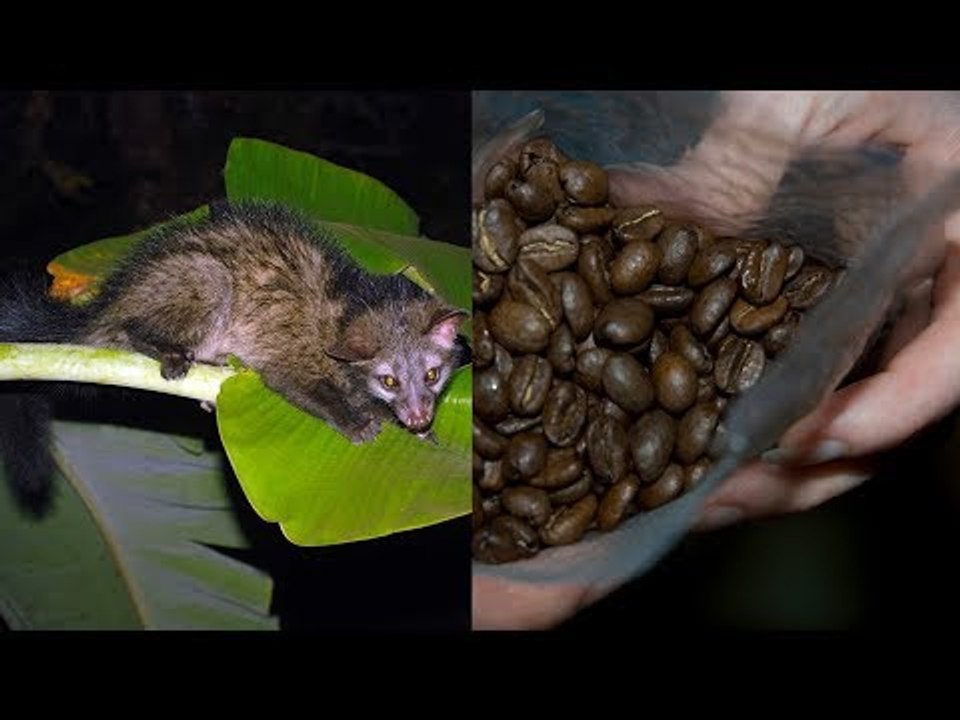 Gatos são mal tratados por causa do café mais caro do mundo.
