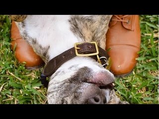 Veterinária fica chocada ao ver este…