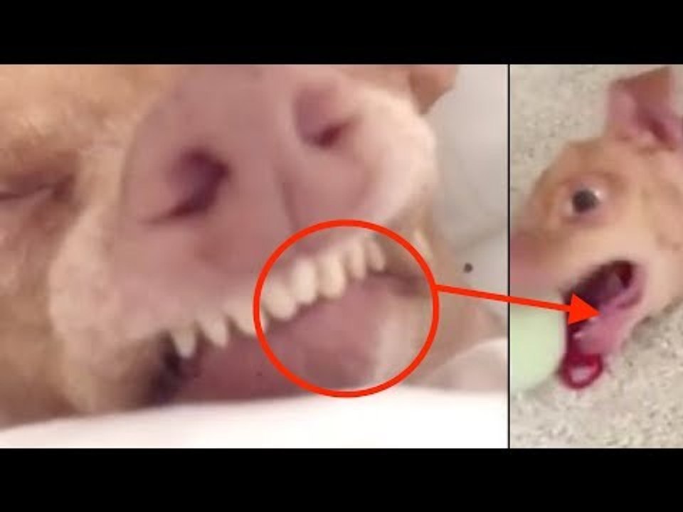 Estes 7 animais estão enlouquecendo a internet!
