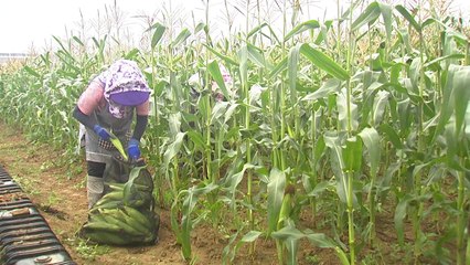 [녹색] 논에 옥수수 심으면 벼농사보다 소득 3배 / YTN