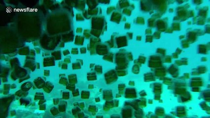 Calming footage shows swarms of jellyfish that shut down Filipino beach