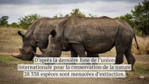 Nous sommes en train de pousser plus de 28 000 espèces vers l'extinction